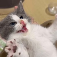 前足を広げる白グレーくん