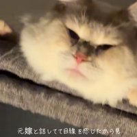 キャットタワーの上から顔を出す猫（画面右寄りアップ）