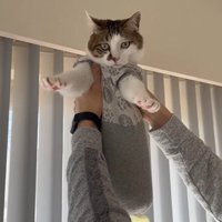 高い高いしてもらう猫