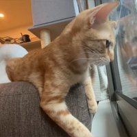 ベランダの虫を見ている猫