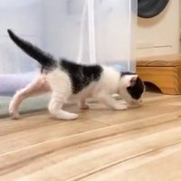 部屋を歩く子猫