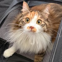 遊んで欲しそうなニコちゃん