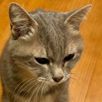 目線は合わさない