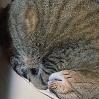 イスの上に丸まって眠る猫