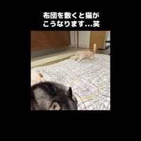 走る姿
