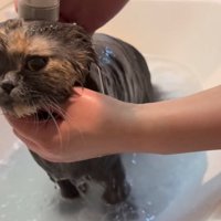 ぬるま湯で洗われる猫