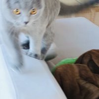 飼い主さんのところへ走っていくブリティッシュショートヘア