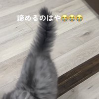 飼い主の元へいく子ネコ