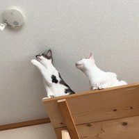 「正常です」と流れる音声