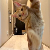 飼い主の手にタッチする猫