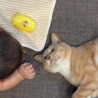 赤ちゃんと猫