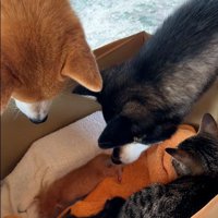 段ボールの中に入っている猫たちとそれを見ている犬