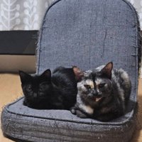 座椅子に並んで座る黒猫とサビ猫