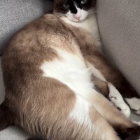 ソファでくつろぐ猫