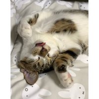 寝ている猫