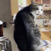 キッチンでママに向かって鳴くキジ白猫