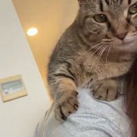 人の頭に顔を寄せる猫