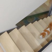 階段を駆け上がる猫