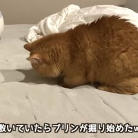 「敷いていた...」のテロップ写真