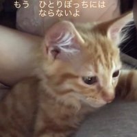 人にくっつく子猫