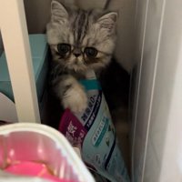 かくれんぼをしている猫