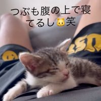 お腹の上で寝惚ける子猫