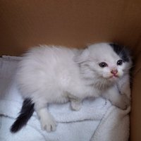 箱の中でイカ耳で厳しい表情を浮かべる子猫