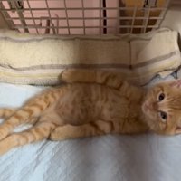 仰向けになる子猫