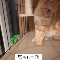 怒られて拗ねる猫