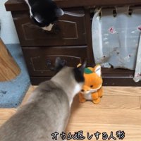 人形に近づく猫