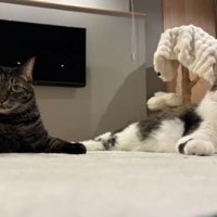 室内にいる猫