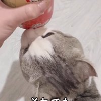 缶にスリスリする猫