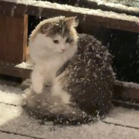 横を向く猫