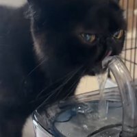 一心不乱に水を飲む黒猫