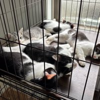 お昼寝する子猫