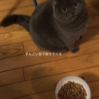ご飯のお皿の近くでお座りをしている猫「すんごい目で訴えてくる」