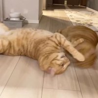 室内にいる猫たち