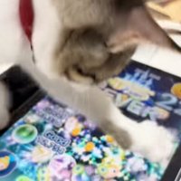 ツムを消去する猫