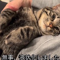 ひざの上に寝そべる猫