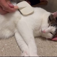 うっとり