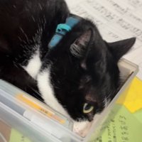 文房具入れに顔を入れて視線を上げる猫