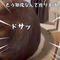 子猫の上に乗っている大人の猫