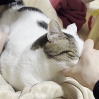 手に顔を入れる豆大福さん