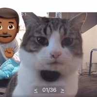 困惑する猫