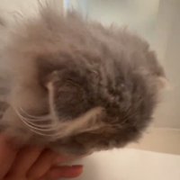 離れようとしない猫