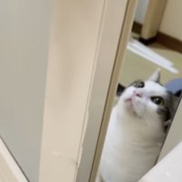 お風呂の入り口にいる猫