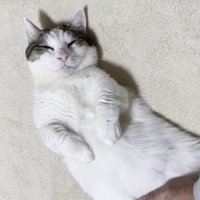 目を閉じた姿