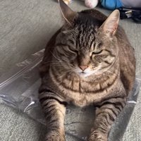 おもちゃの上でくつろぐ猫の写真8