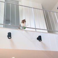 2階からボールを落とす茶トラ白猫