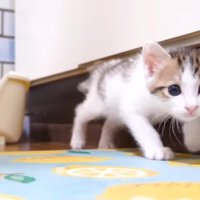 歩いてくるハートくん